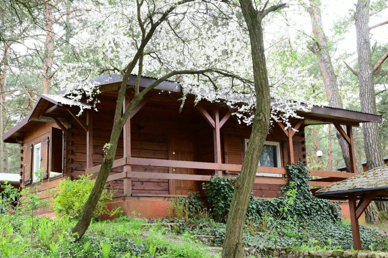 Sosnowy Domek Serpelice Extérieur photo